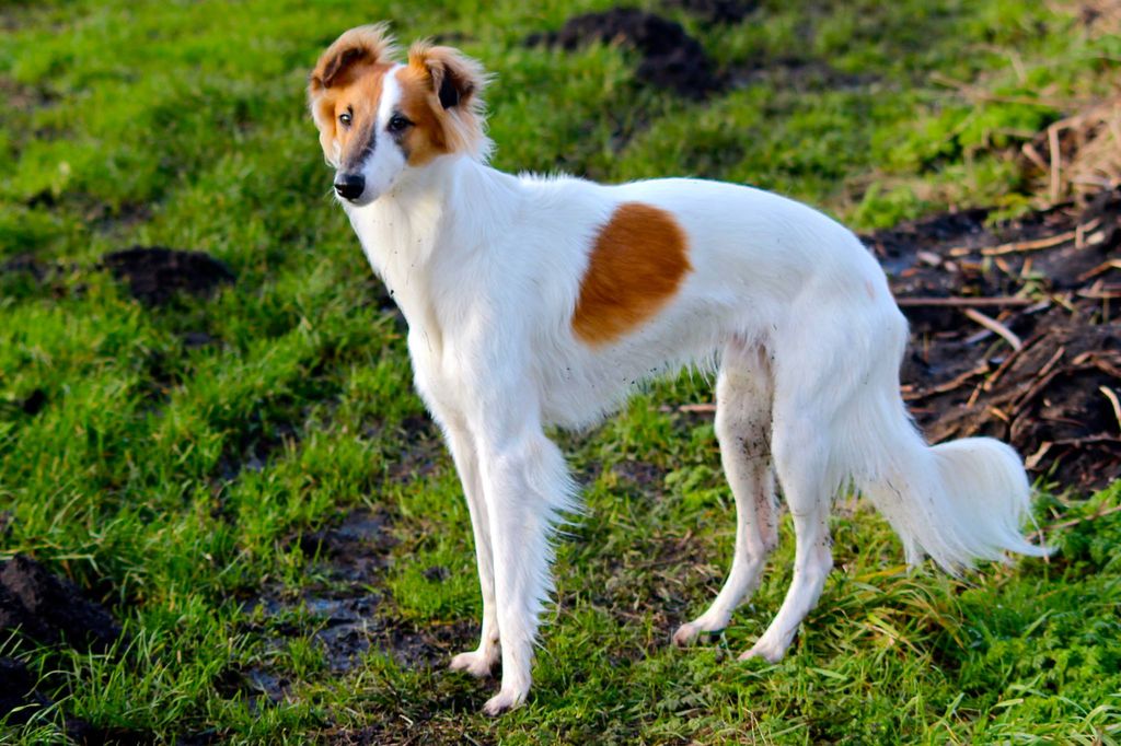 Silken Windsprite - The Breed Archive