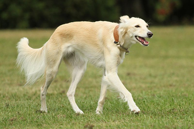 Silken Windsprite - The Breed Archive