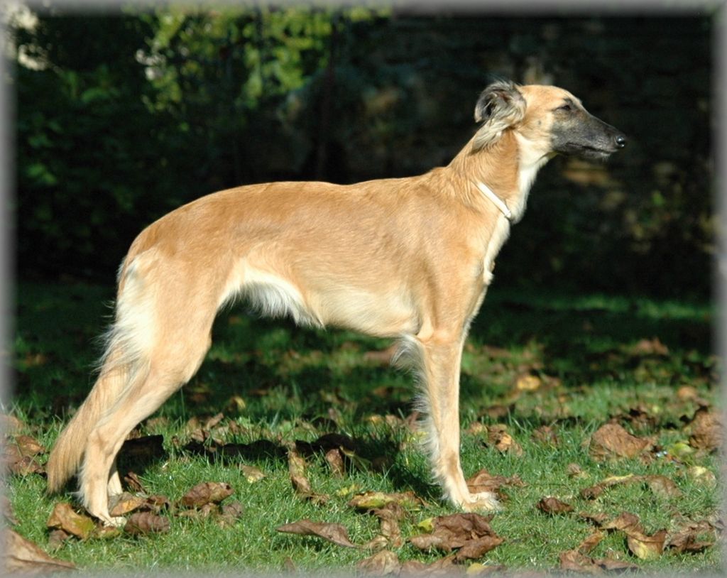 Silken Windsprite - The Breed Archive