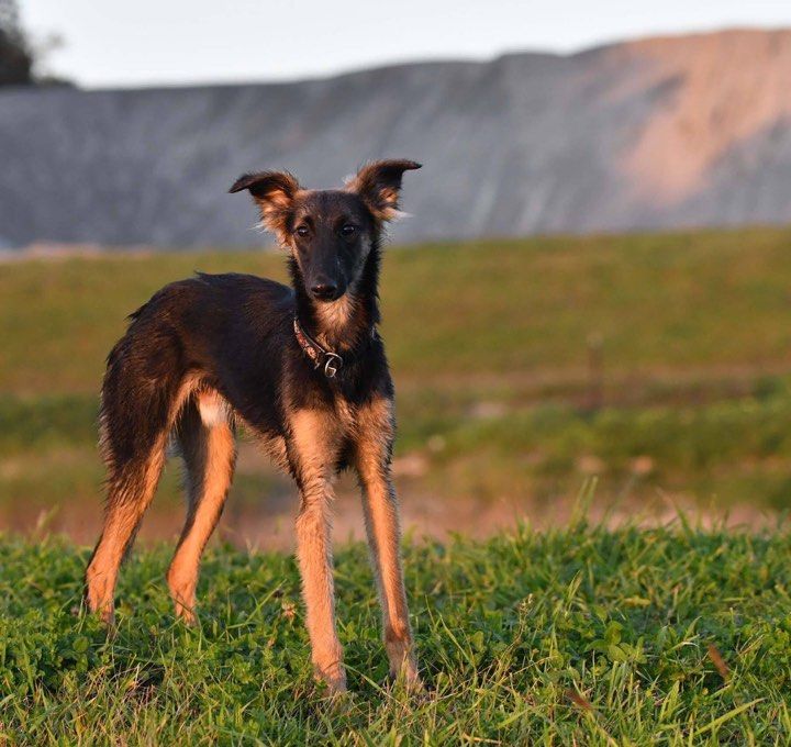 Silken Windsprite - The Breed Archive