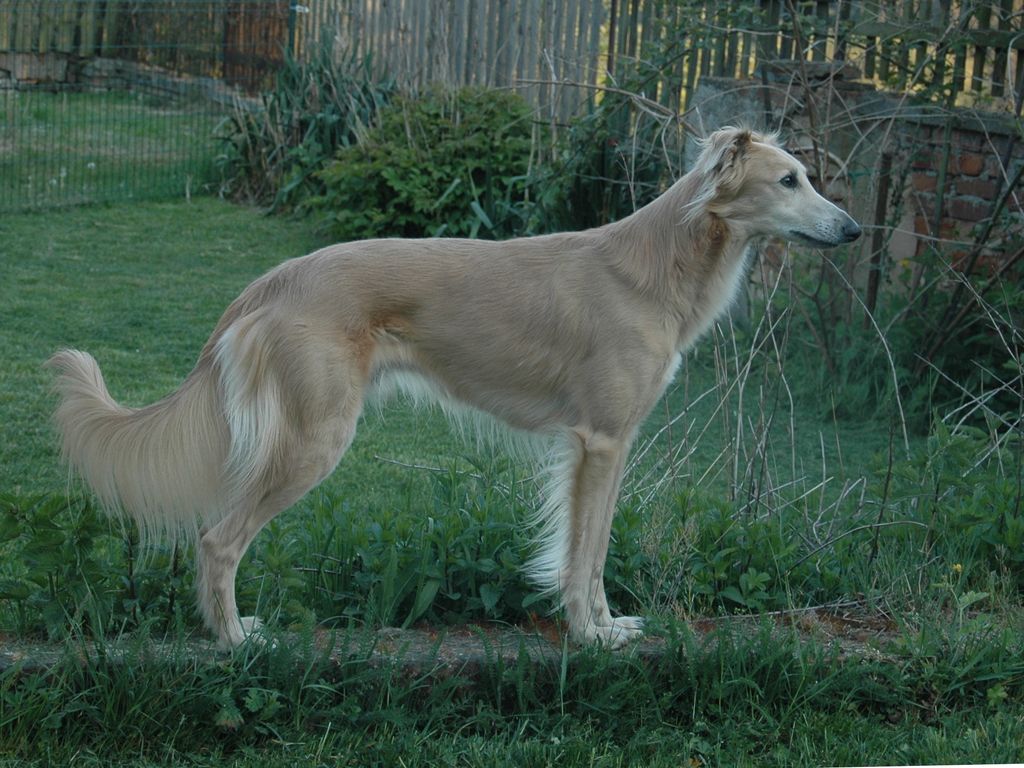 Silken Windsprite The Breed Archive