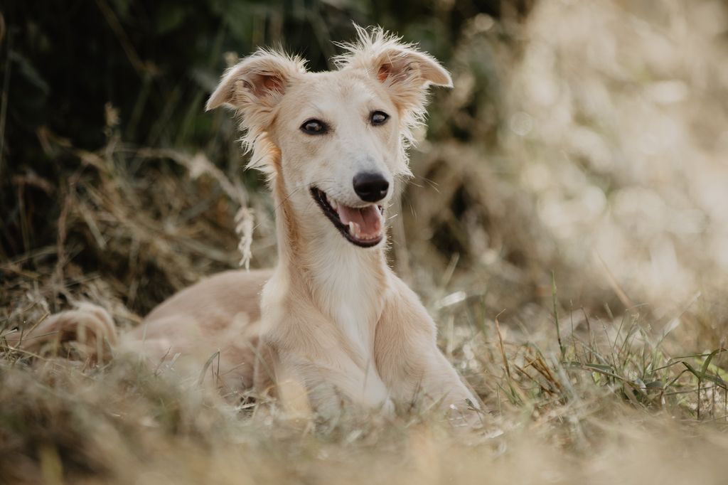 Silken Windsprite - The Breed Archive