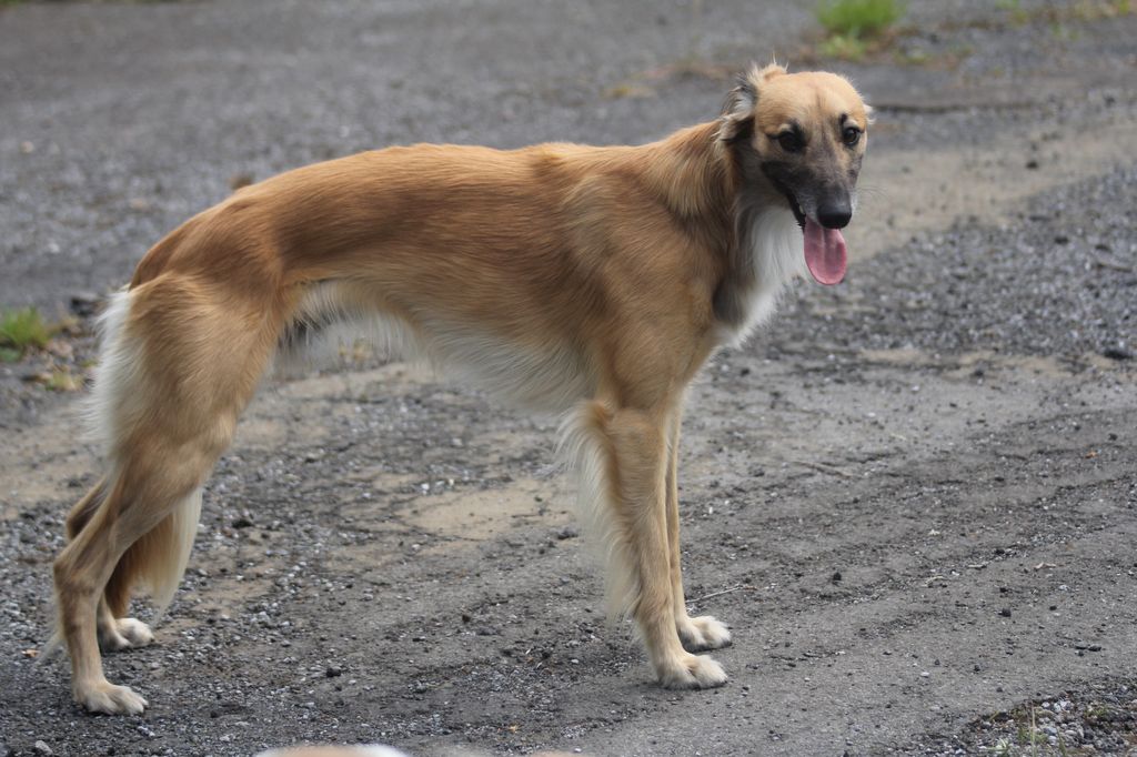 Silken Windsprite - The Breed Archive