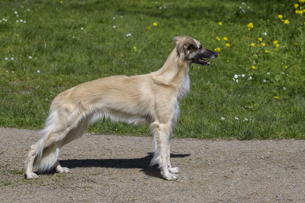 Silken hotsell windsprite puppies