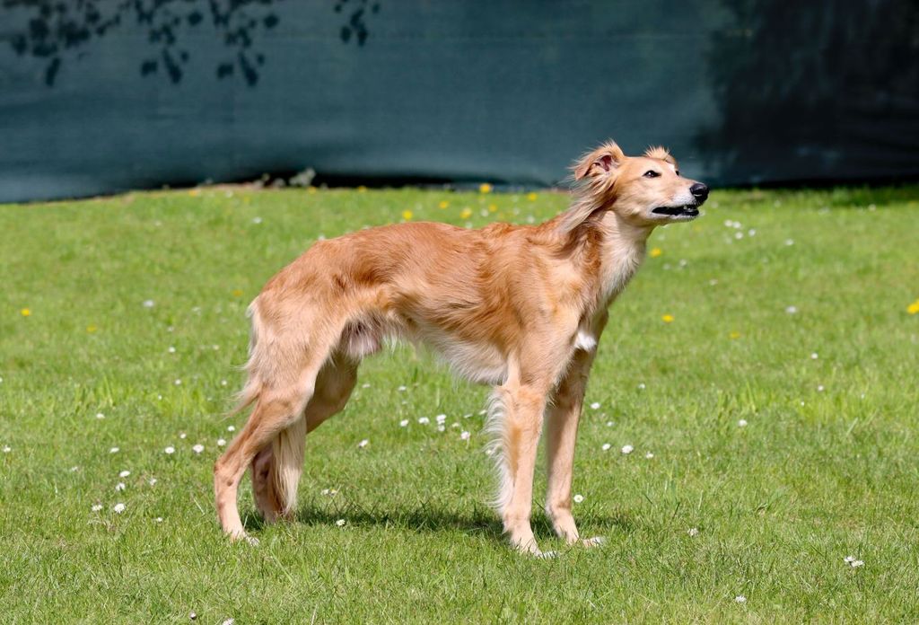 Silken Windsprite - The Breed Archive