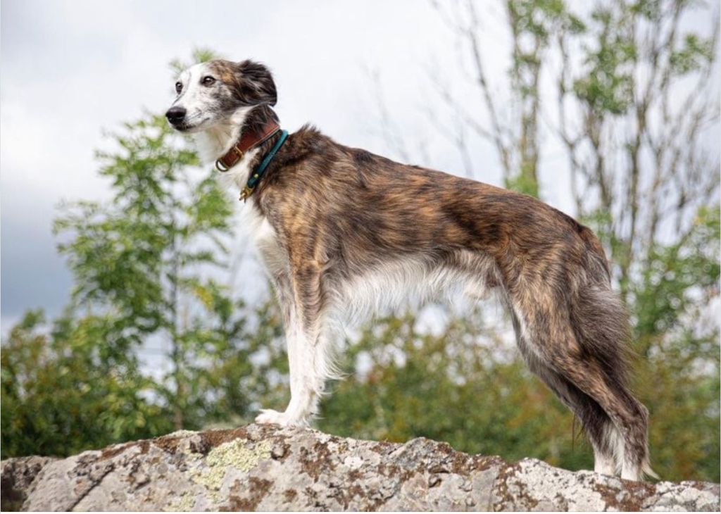 Silken Windsprite - The Breed Archive