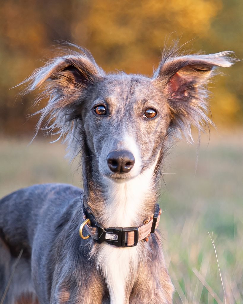 Silken Windsprite - The Breed Archive