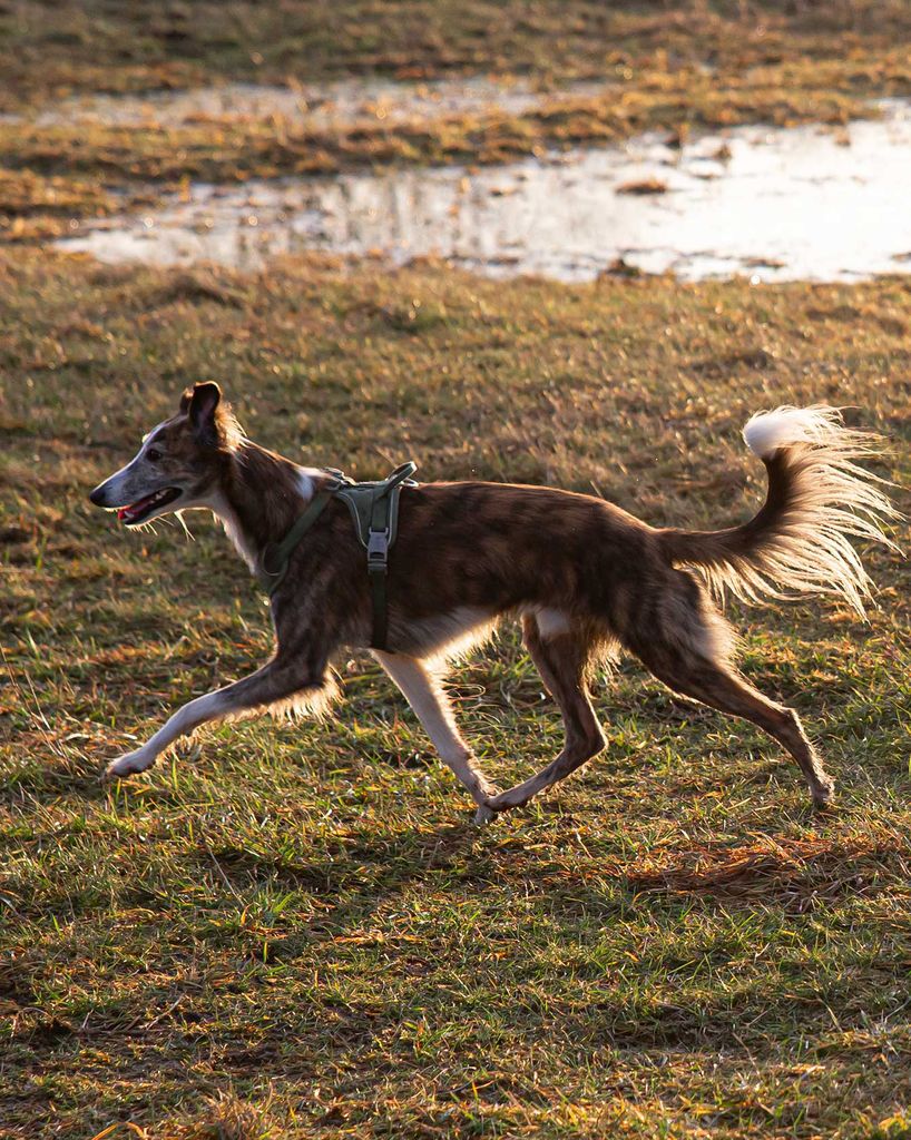 Silken Windsprite - The Breed Archive