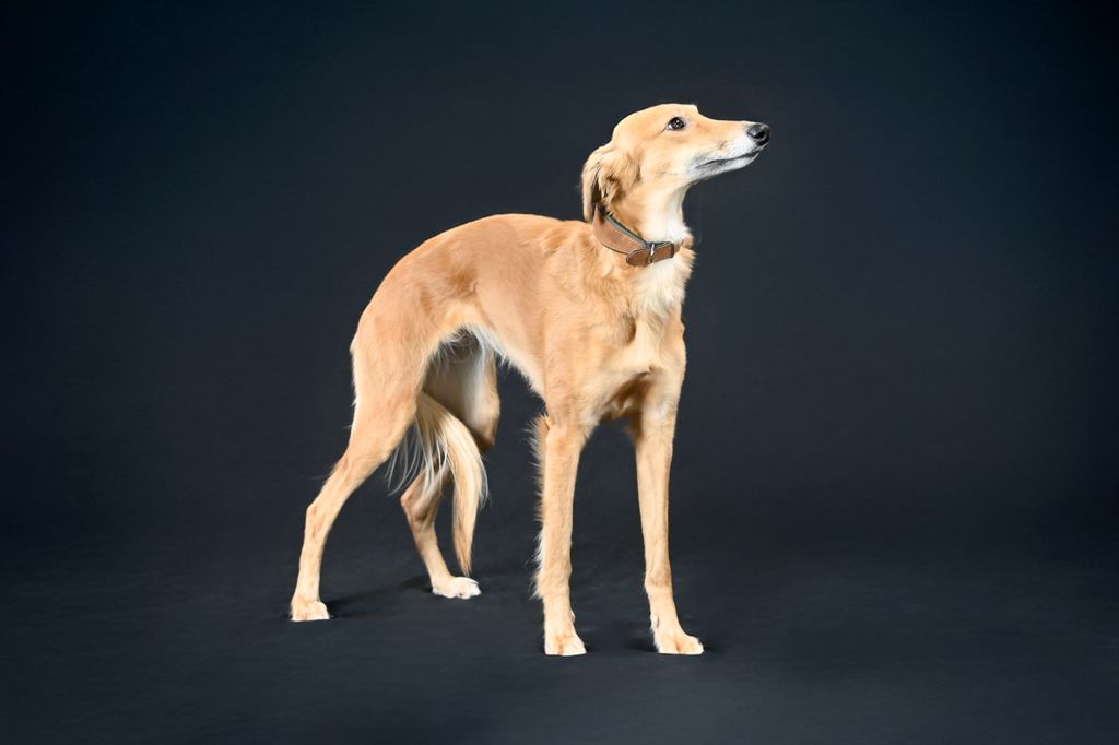Silken Windsprite - The Breed Archive