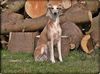 Profile picture of the animal