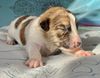 Profile picture of the animal