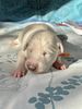 Profile picture of the animal
