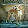 Profile picture of the animal