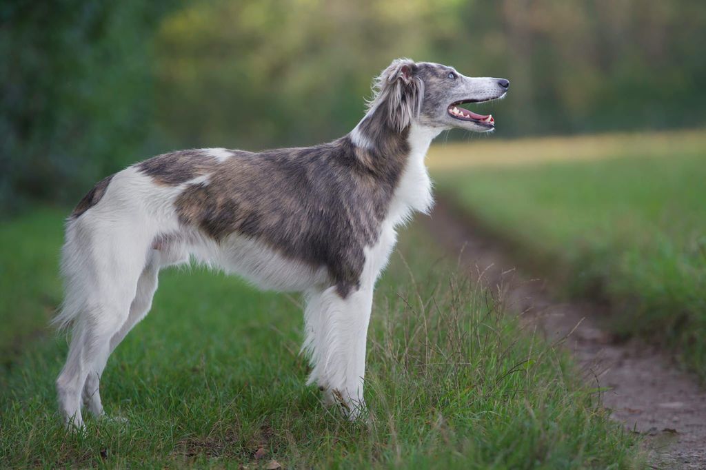 Silken Windsprite - The Breed Archive