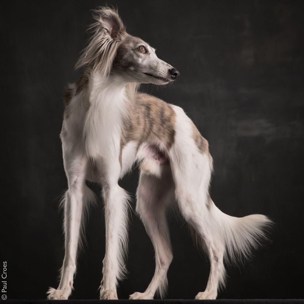 Silken Windsprite - The Breed Archive