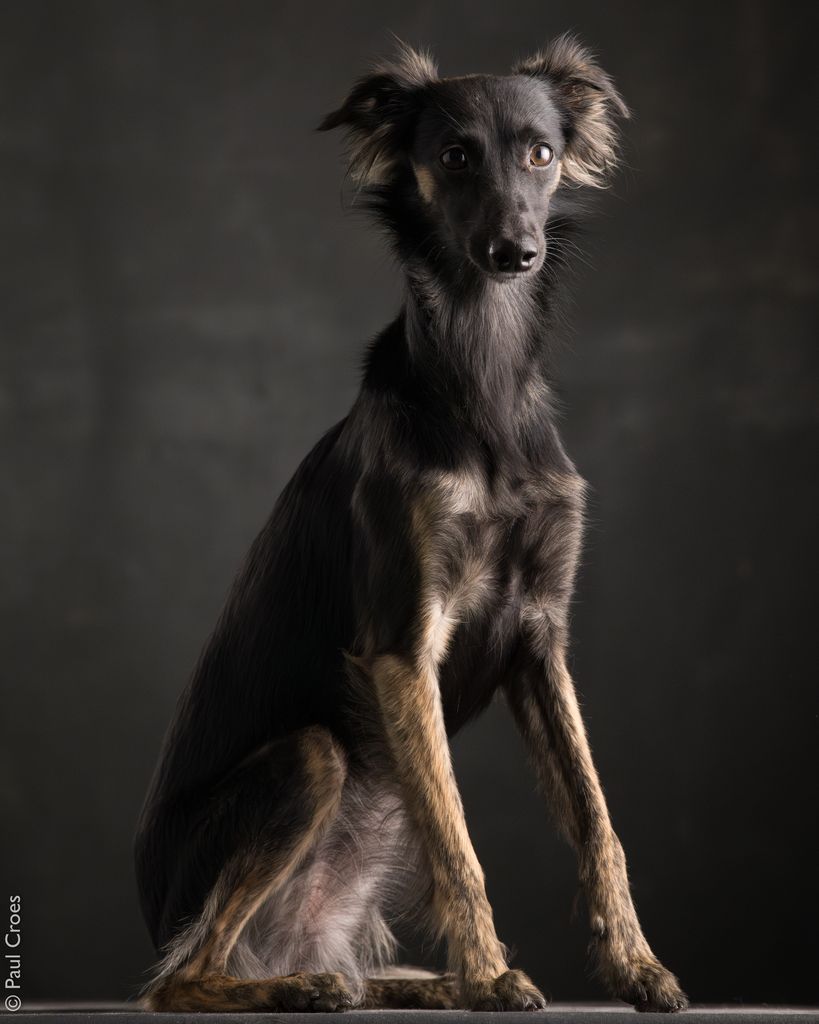 Silken Windsprite - The Breed Archive