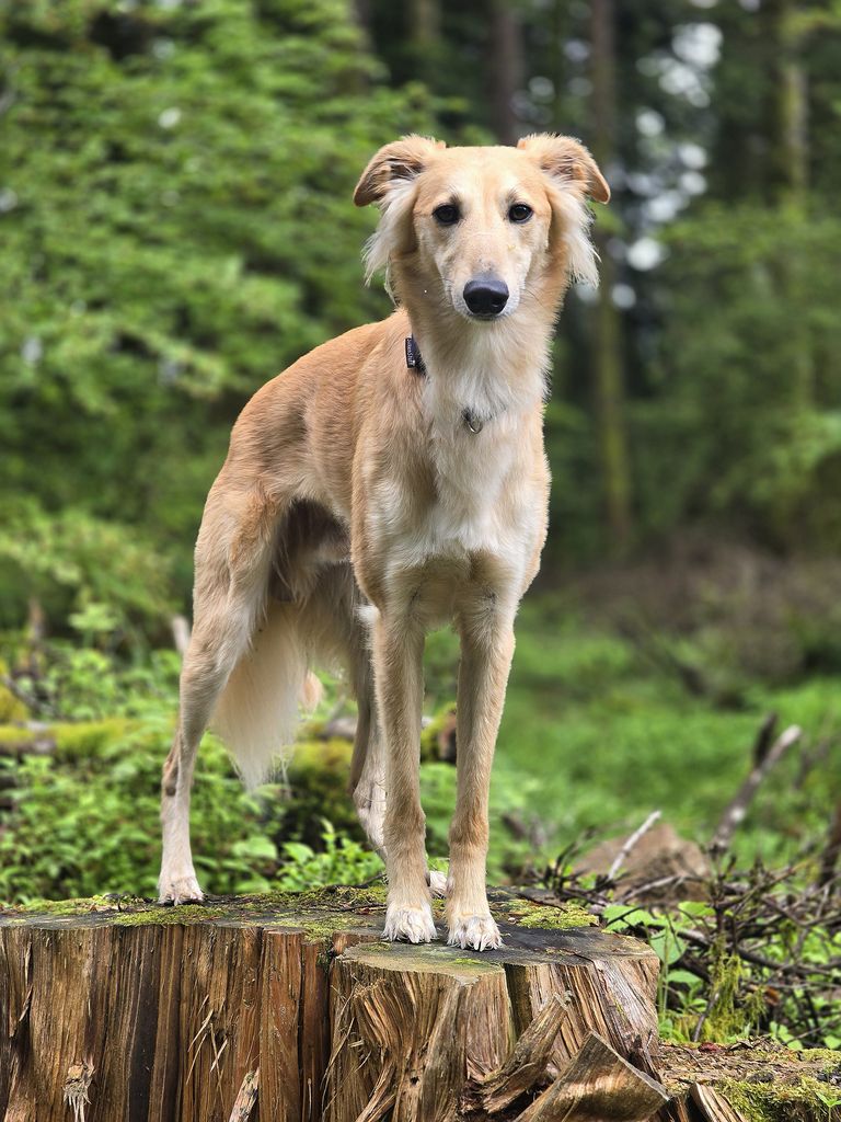 Silken Windsprite - The Breed Archive