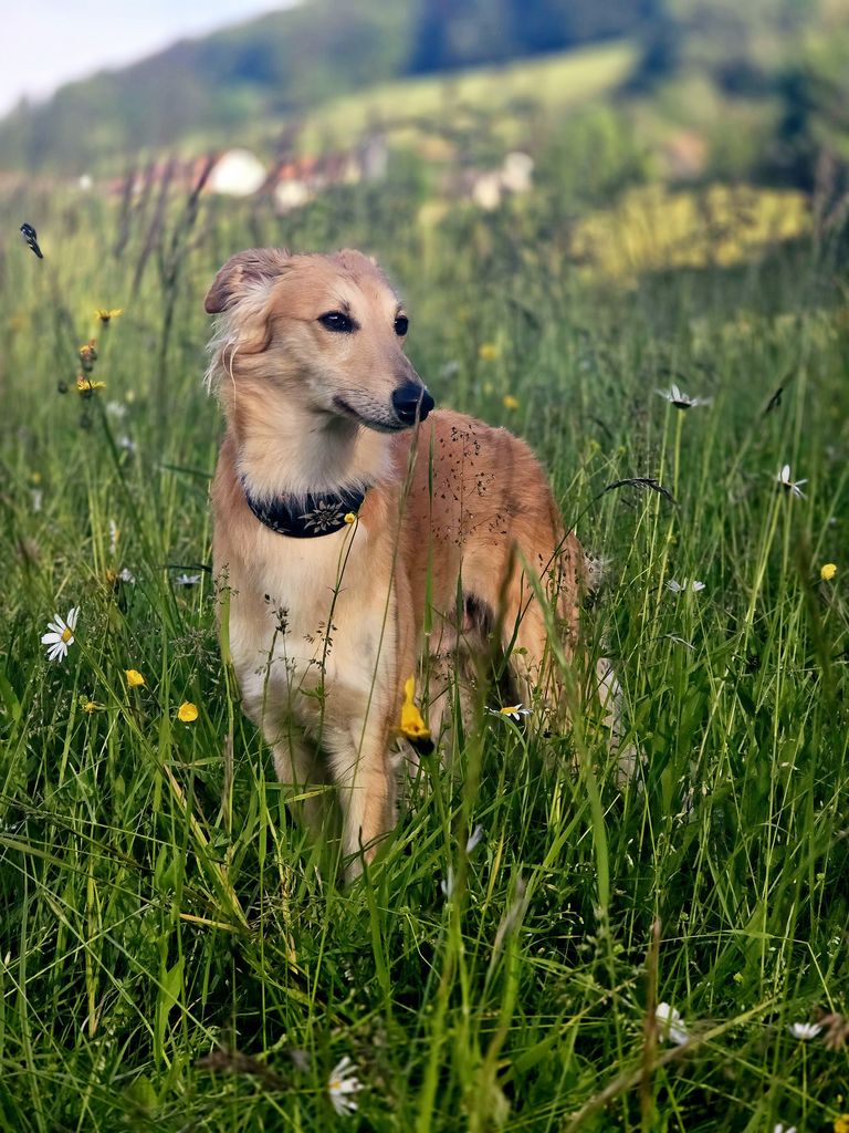Silken Windsprite - The Breed Archive