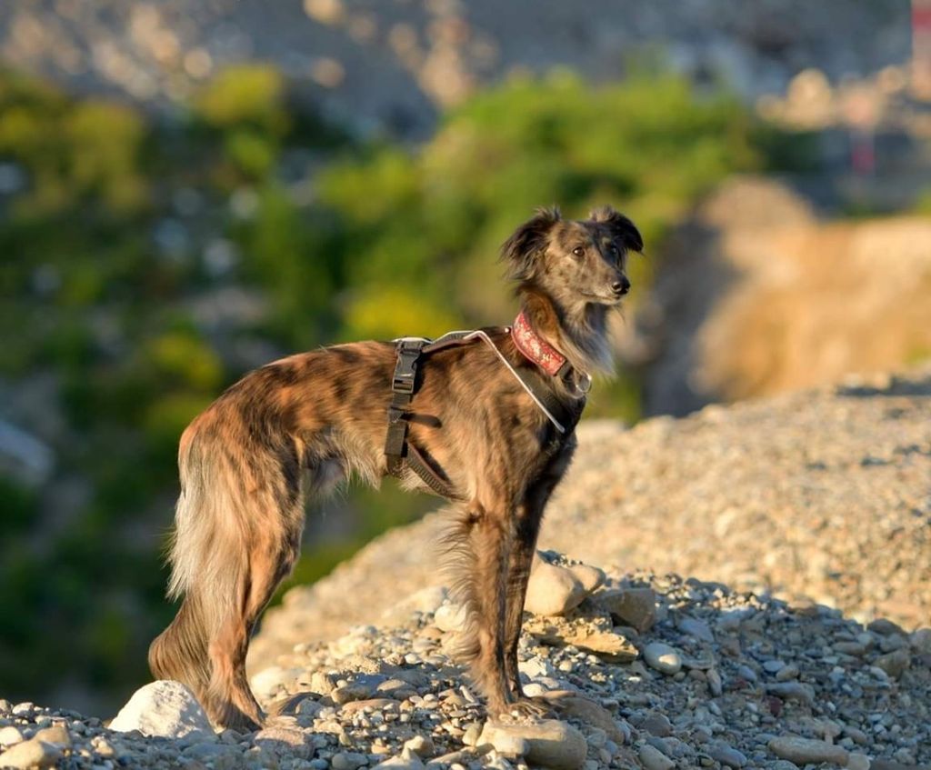 Silken Windsprite - The Breed Archive