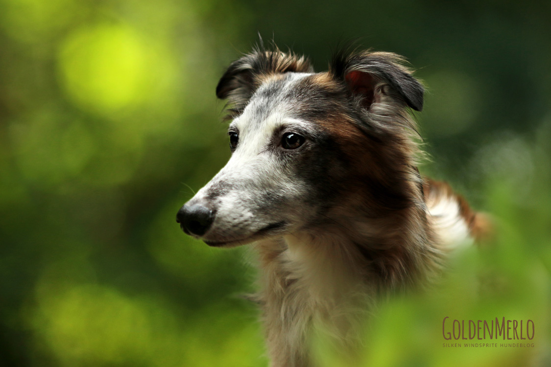 Silken Windsprite The Breed Archive